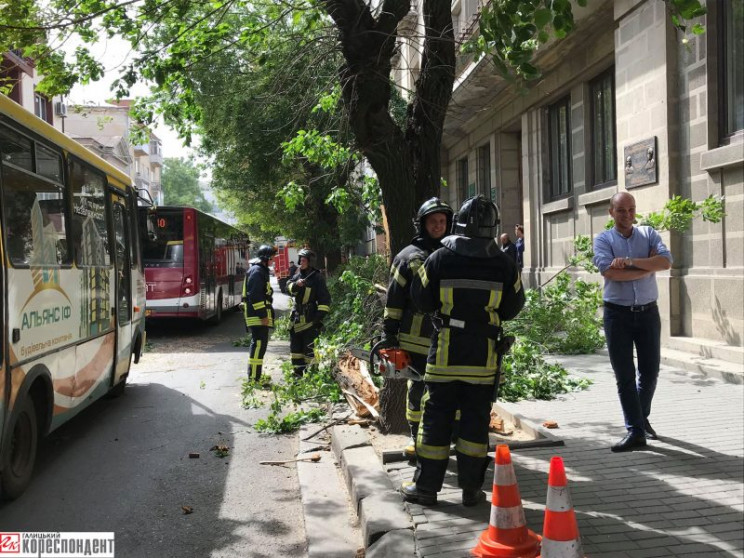 У Франківську сильний вітер повалив на д…