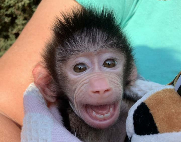 В бердянском зоопарке показали обезьянку…
