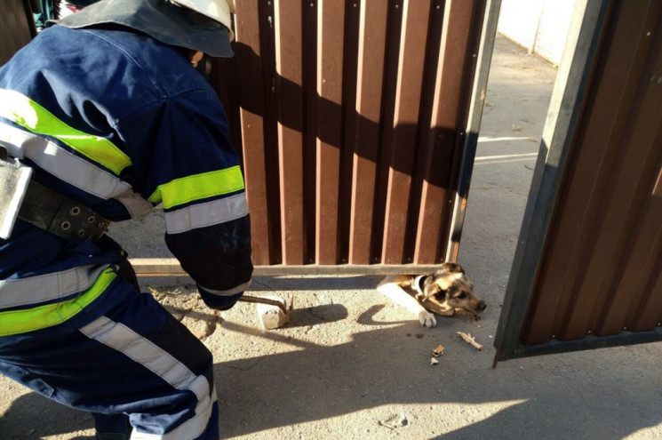 На Дніпропетровщині рятували собаку, яко…