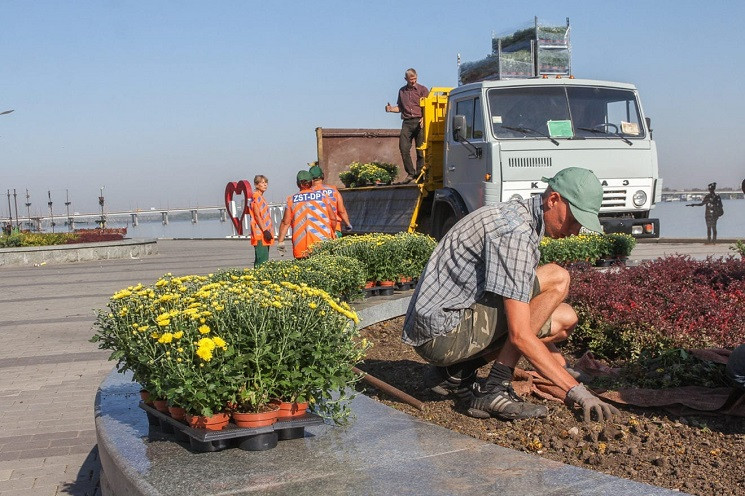 В Днипре активно высаживают хризантемы к…