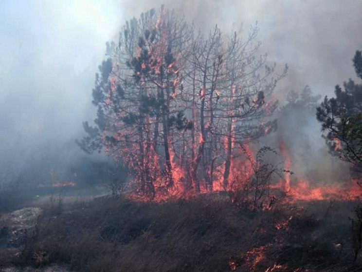 Під Новоросійськом загасили лісову пожеж…