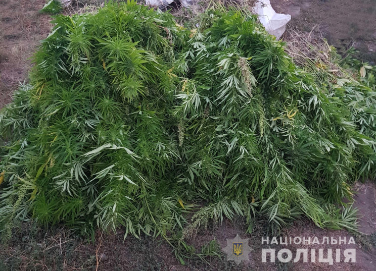 На Кропивниччині знищили 140 наркополів…