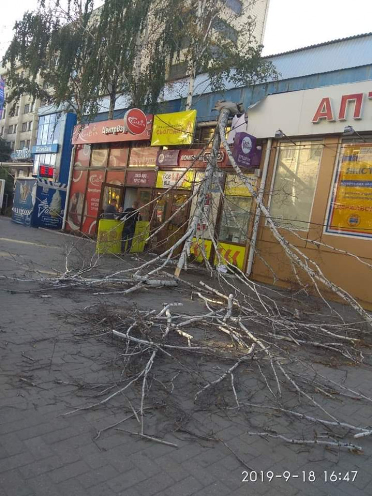 У центрі Кропивницького дерево впало на…