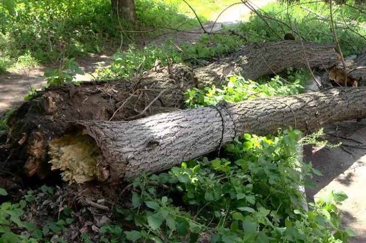 В Кременчуге ураган снес 12 деревьев…