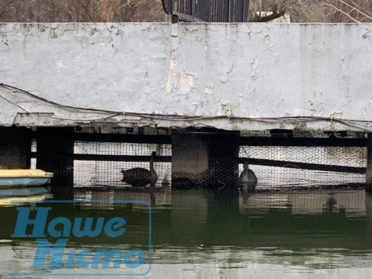 У дніпровський парк завезли нових лебеді…