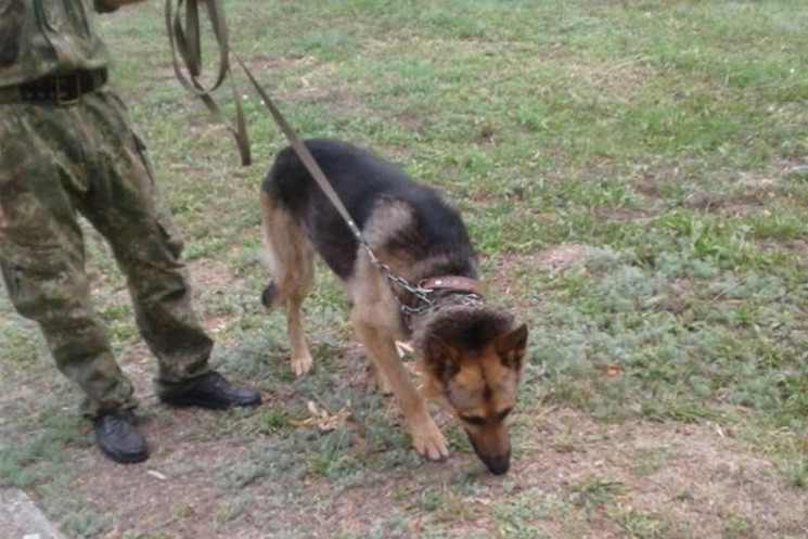 В Днепропетровской области служебный пес…