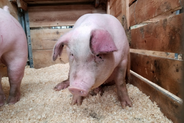 На запорожской ферме с тысячами свиней в…