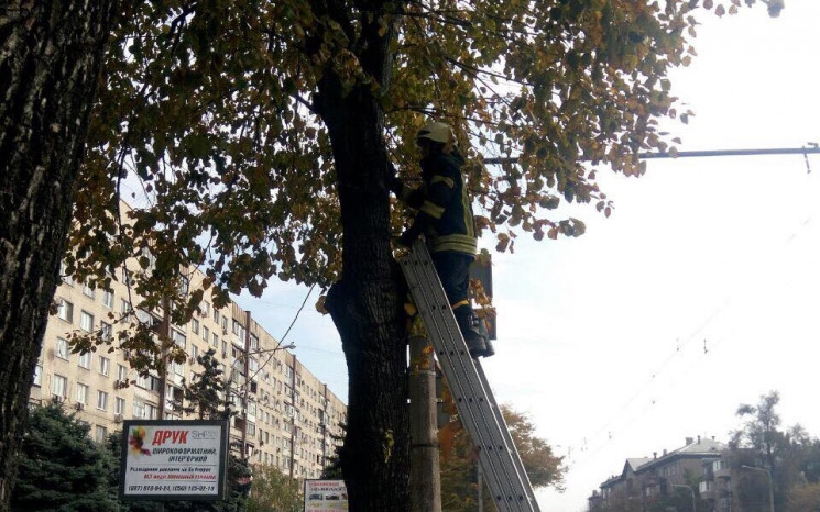 Запорожские спасатели сняли с дерева пер…