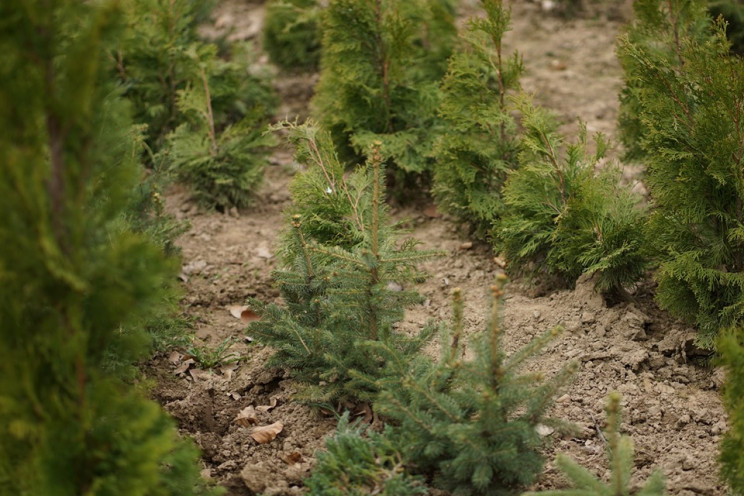 На Хустщині відновлюють ліс із майже пів…