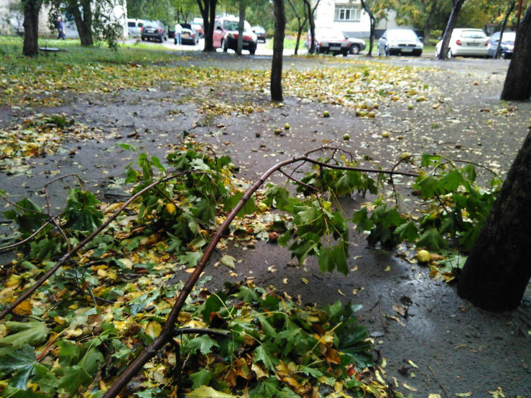 Негода поламала дерева у Львові (ФОТО)…