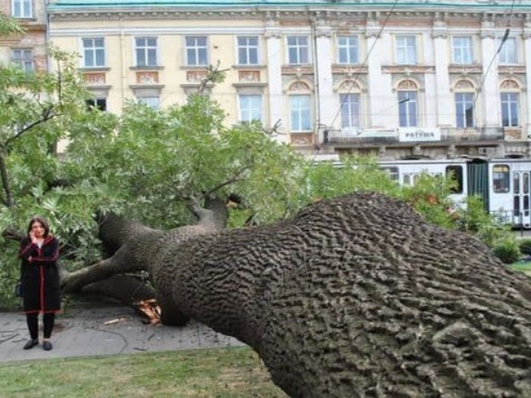 Поваленого 200-літнього львівського ясен…