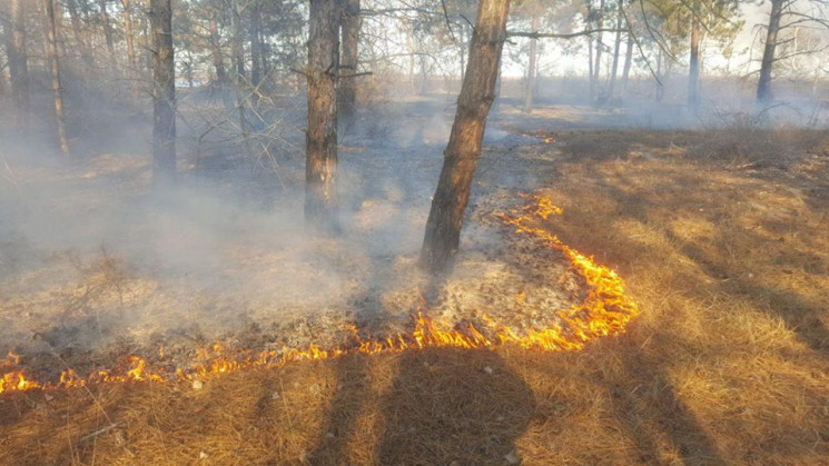 Пожежа у лісництві: Вогонь охопив 50 гек…