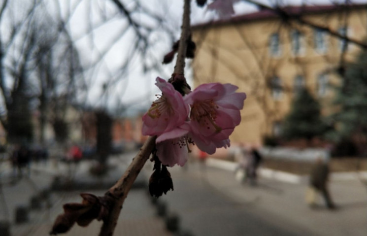 "Скажена" сакура, диво-магнолія і шафран…