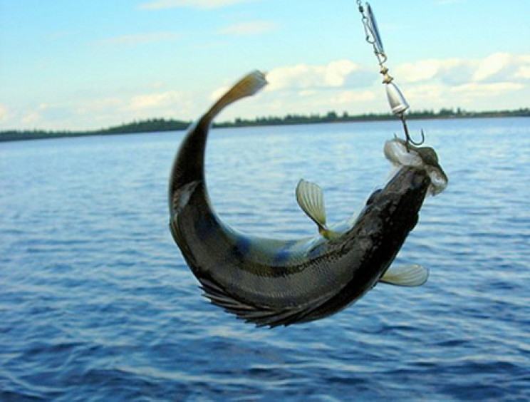 На Київщині заборонено ловити рибу…