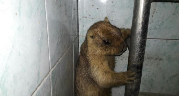 Львівські зоологи намагаються врятувати…