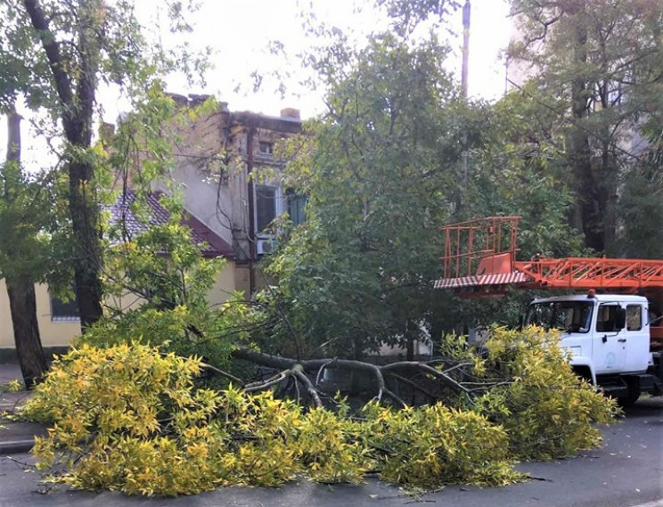 В Одесі пориви вітру повалили п'ять дере…