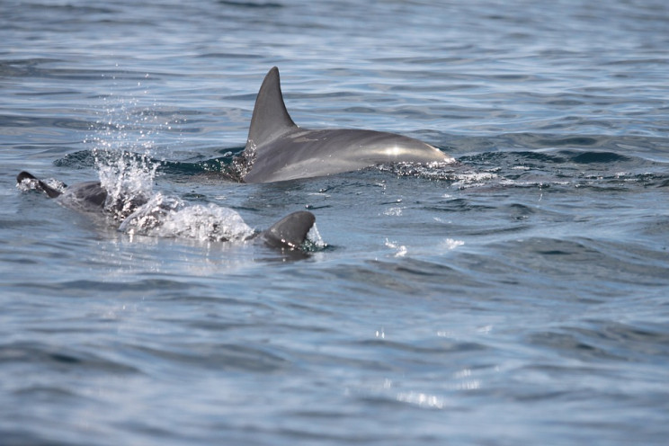 Двох мертвих дельфінів виявили на пляжі…