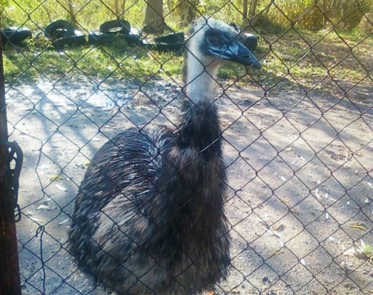 У Запоріжжі агресивні страуси напали на…