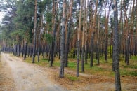 На Полтавщині жінка збирала гриби і забл…