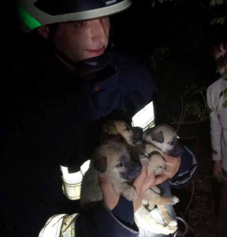 В Днепре пять пожарных спасали щенков на…