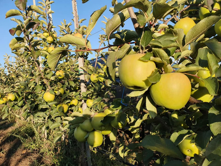 Запорожские аграрии вырастили яблоки-гиг…