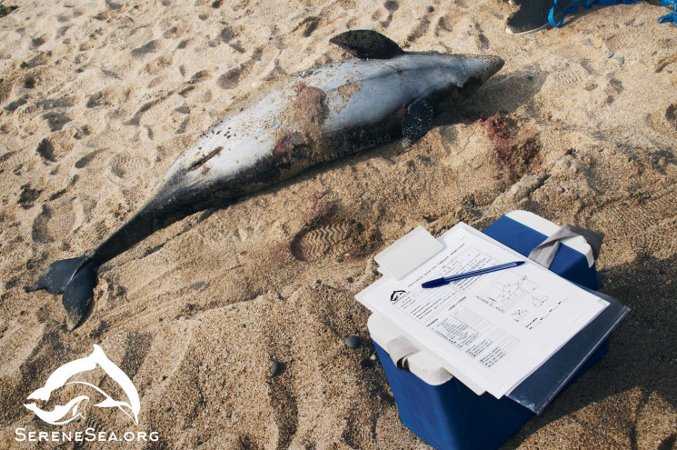 В окупованому Криму масово гинуть дельфі…