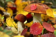 Як киянам не отруїтися грибами: ТОП-12 п…