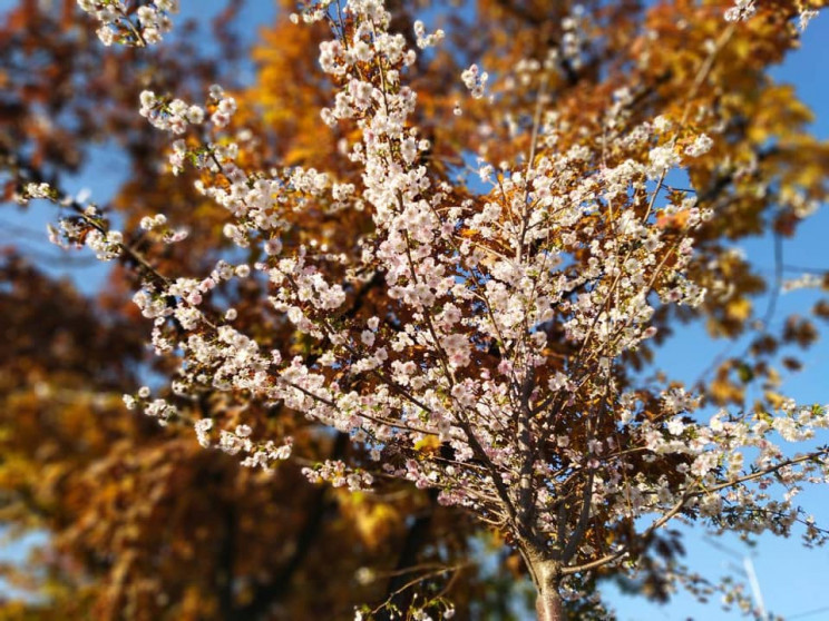 Аномальное цветение деревьев в октябре.…