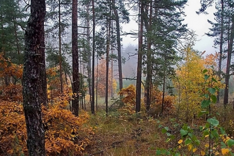 На Тячівщині у лісі загубилися двоє підл…