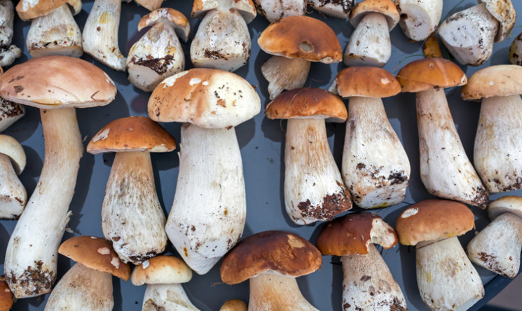 Як не отруїтися грибами на Львівщині…