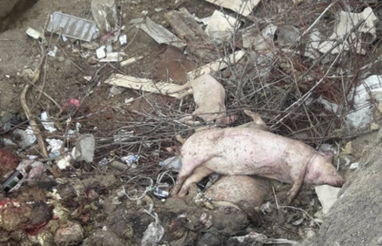 На Тернопільщині рештки мертвих свиней г…