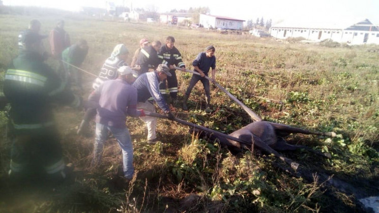 Біля Пустомитів рятувальники витягнули к…