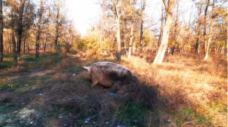 Мелитопольским лесопарком разгуливают ог…