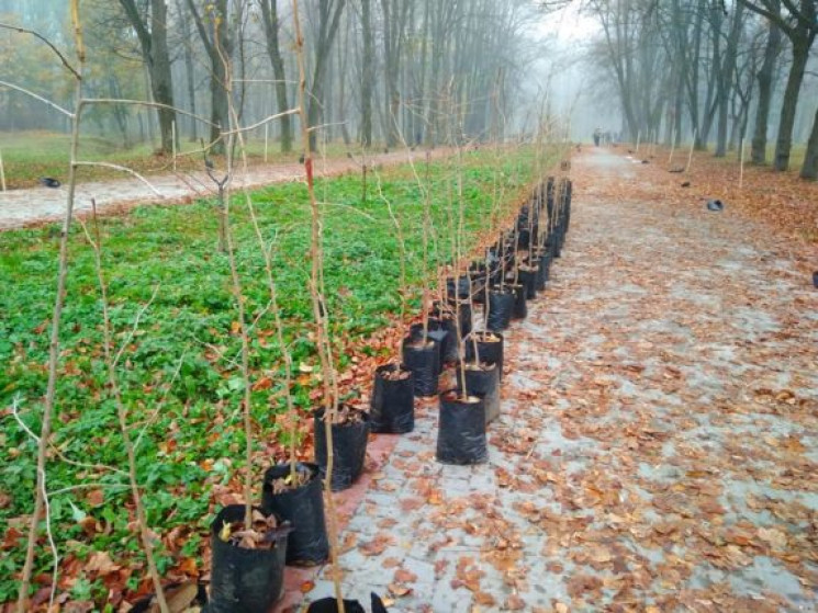 У Коломиї посадили 150 реліктових дерев…