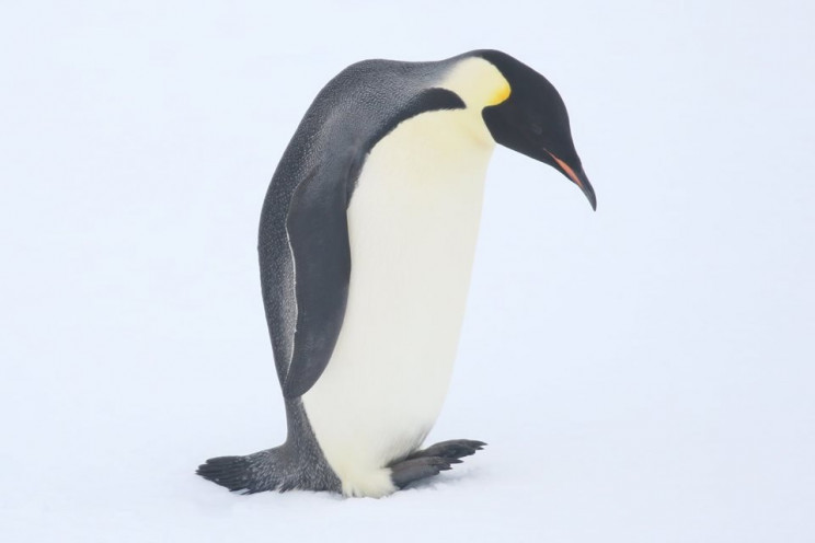 Як імператорський пінгвін гостював у укр…