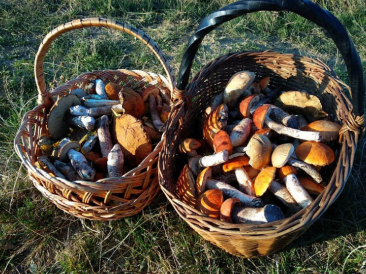 Як закарпатці заробляють на грибах…