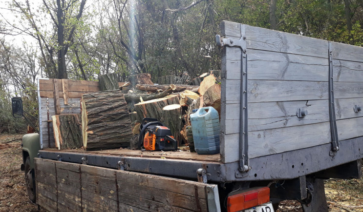 Вбивця лісу: На Полтавщині затримали іно…