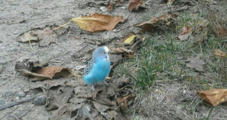 У Дніпрі помітили блакитного папугу-втік…