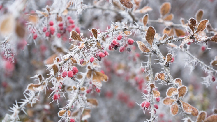 У вівторок у Києві мряка та до +10°C, а…