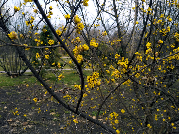 Запорожский ботсад приветствует весну же…
