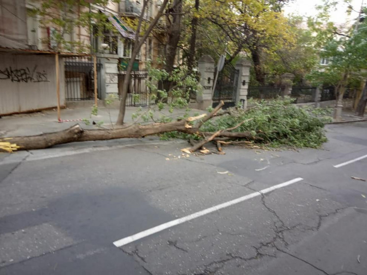 Через сильний вітер в Одесі падають дере…