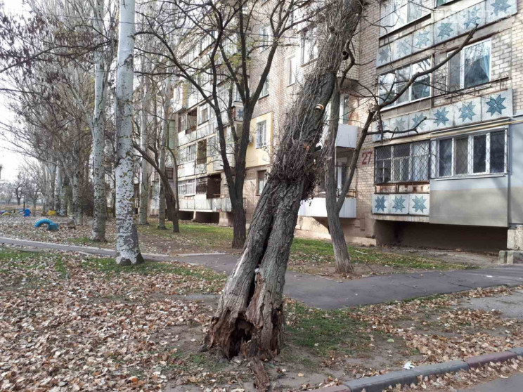 В Мелитополе огромный тополь упал на мно…