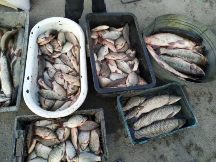 Майже сотню порушень правил рибальства з…