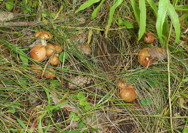 На Харківщині подружжя отруїлося грибами…