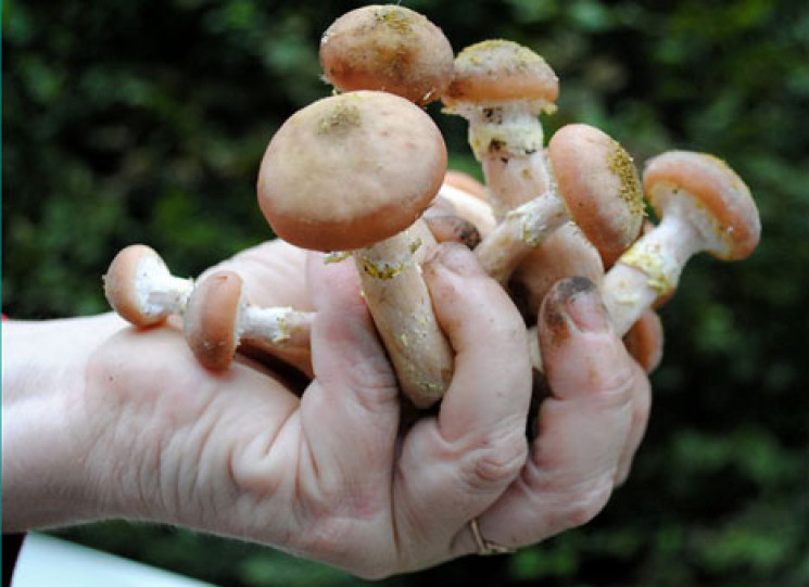 В Херсоне от отравления грибами умер пар…