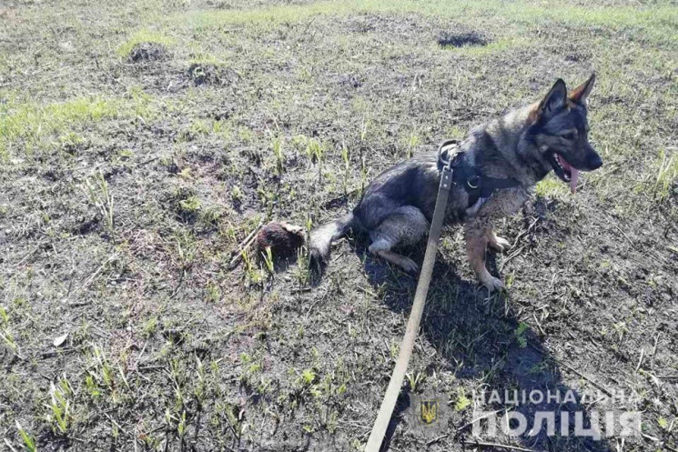 У Дніпрі собака вказав на власника пакет…