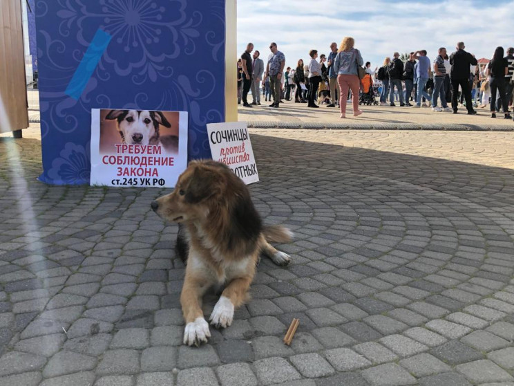 У Сочі протестували проти жорстокості до…