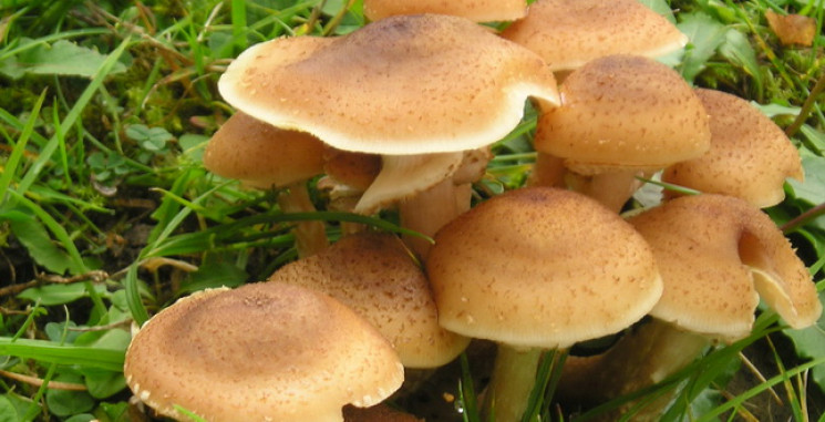 В Запорожье молодежь отравилась грибами…