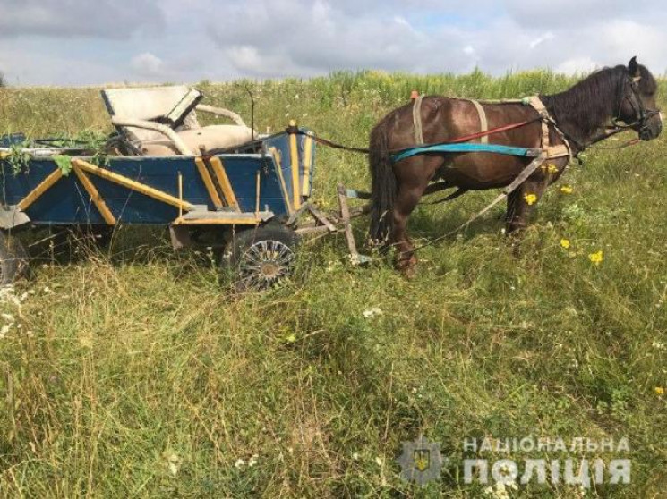 Коня разом з підводою викрали на Тернопі…