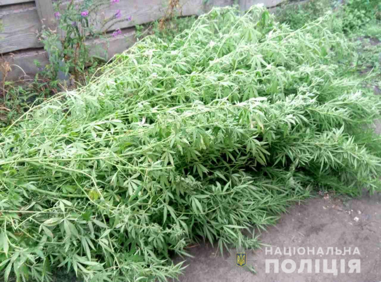 В Харькове мужчина засеял огород конопли…